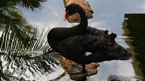 Black swan standing on one leg