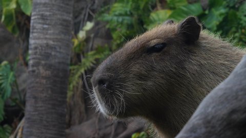 The greater capybara (Hydrochoerus hydrochaeris), close-up shot
