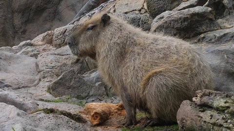 The greater capybara, a giant cavy rodent native to South America