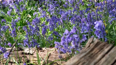 Panning right across carpet of Bluebells. Sun dappled forest floor. Spring day outdoors, purple, violet , lilac and green colour. Ancient Norsey Wood, Billericay, Essex, United Kingdom, April 30, 2022