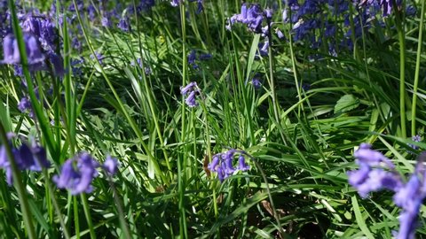 Panning up carpet of Bluebells. Sun dappled forest floor. Spring day outdoors, purple, violet , lilac and green colour. Ancient Norsey Wood, Billericay, Essex, United Kingdom, April 30, 2022