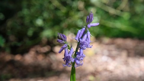 Single bunch of bluebells close up on sun dappled forest floor. Spring day outdoors, purple, violet, lilac and green colour. Ancient Norsey Wood, Billericay, Essex, United Kingdom, April 30, 2022