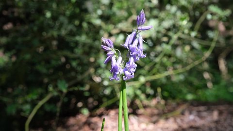 Single bunch of bluebells close up on sun dappled forest floor. Spring day outdoors, purple, violet, lilac and green colour. Ancient Norsey Wood, Billericay, Essex, United Kingdom, April 30, 2022