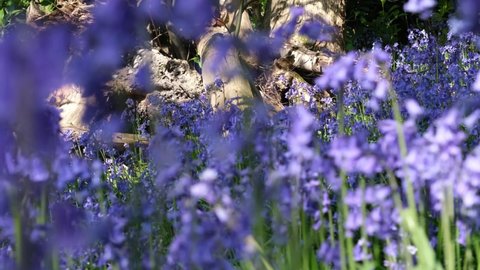 Selective focus on carpet of Bluebells. Sun dappled forest floor. Spring day outdoors, purple, violet , lilac and green colour. Ancient Norsey Wood, Billericay, Essex, United Kingdom, April 30, 2022