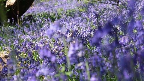 Selective focus on carpet of Bluebells. Sun dappled forest floor. Spring day outdoors, purple, violet , lilac and green colour. Ancient Norsey Wood, Billericay, Essex, United Kingdom, April 30, 2022