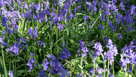 Panning left across carpet of Bluebells. Sun dappled forest floor. Spring day outdoors, purple, violet , lilac and green colour. Ancient Norsey Wood, Billericay, Essex, United Kingdom, April 30, 2022