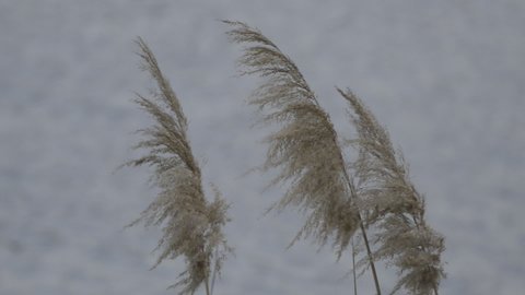 reed branches swaying in the wind