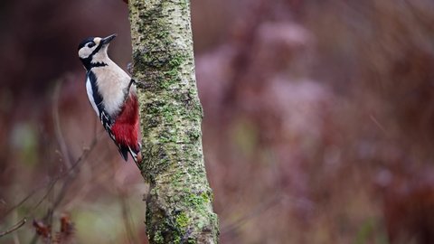 Great spotted woodpecker sits on birch trunk and pecks at hazelnut, woodpecker forge, december, north rhine westphalia, (dendrocopos major), germany

