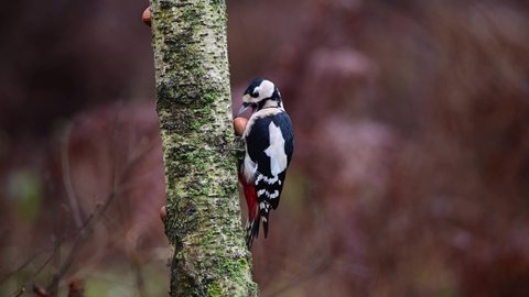 Great spotted woodpecker sits on birch trunk and pecks at hazelnut, woodpecker forge, december, north rhine westphalia, (dendrocopos major), germany
