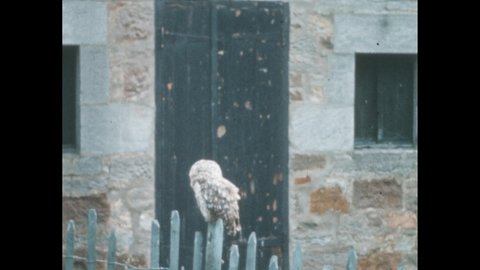 1960s: Owl sits on fence post. Birds swoop down around owl. Bird flies up into rafters, sits by next. Owl sits on top of pole.