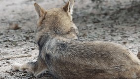 Arabian wolf (Canis lupus arabs) 4k video clip