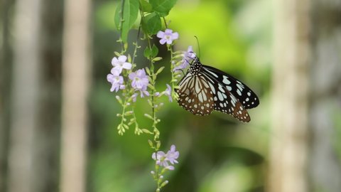 The blue tiger, is a butterfly found in South Asia and Southeast Asia that belongs to the crows and tigers, that is, the danaid group of the brush-footed butterfly family. Honey drinking butterfly