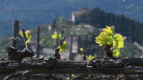 first sprouts of the vine plant in a vineyard in the Chianti region near Nipozzano (Florence). Tuscany, Italy.