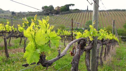 Close up on first shoots of the plant in a vineyard. Tiny grape leaves grow on the rows of vineyards near Greve in Chianti (Florence) Tuscany. Italy.