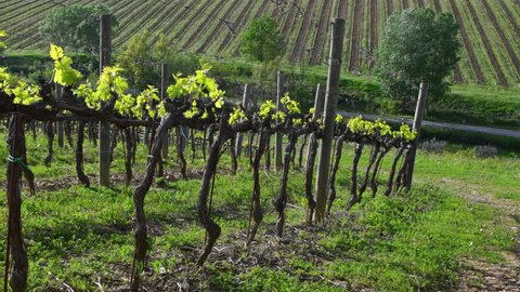 First shoots of the plant in a vineyard sways by the wind. Fresh shoots of young bunches. Tiny grape leaves and berries grow on the vineyard rows near Greve in Chianti (Florence) Tuscany. Italy.