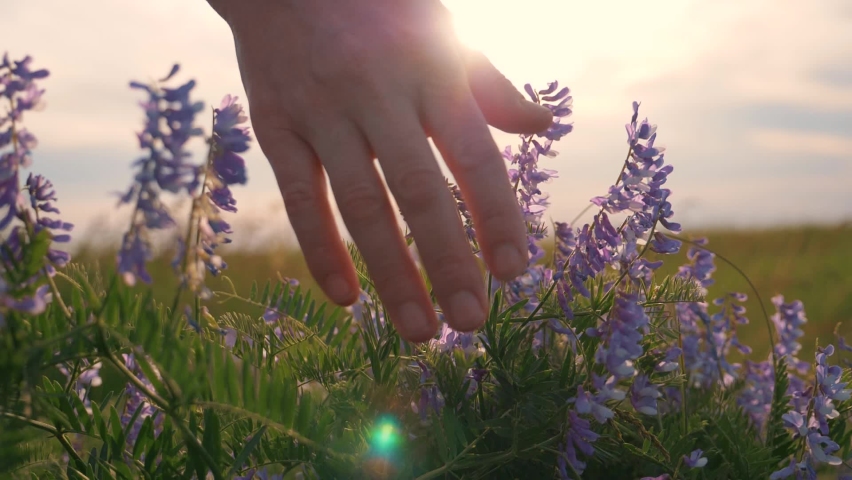 The hand of a young woman gently glides over the flowers in the meadow in the rays of the setting sun. Close up. Garden of purple flowers.