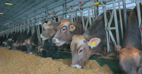 Lots of cows in the barn. Lots of Brunschwitz cows in cowshed. Cows eat hay in the barn. Large modern cowshed with Braunschwitz cows