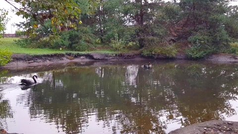 Black swans with chicks in the pond. Black lions are swimming in the lake. Black swans in nature