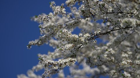 In spring, cherry plum tree blooms with white flowers. Flowering tree in orchard. Blossoming branch swaying in the wind on tree against a blue sky, close-up