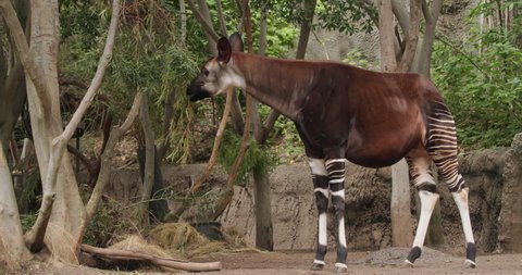 88 Okapi Animals Stock Video Footage - 4K and HD Video Clips | Shutterstock