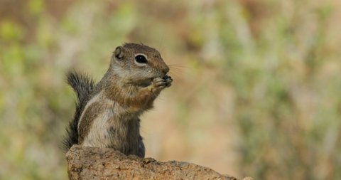Cute Ground Squirrel Sitting Up Eating Chewing in Arizona Desert