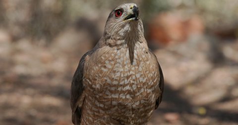 Closeup of Cooper's Hawk Bird Face Eyes and Beak