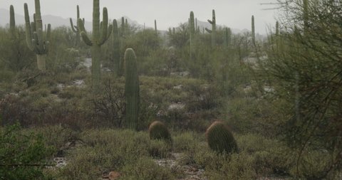 Sonoran Desert with Hail Stones Hailing Down and Wet Rain Water