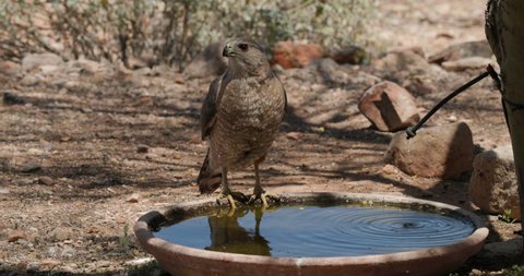 Cooper's Hawk Drinking Watering at Bird Bath Man-made Water