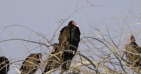 Turkey Vulture Flock Vultures Perched Resting Roosting in Tree
