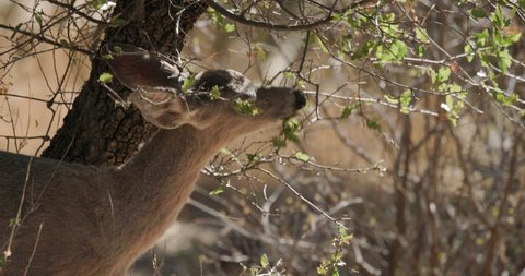 Coues White-tailed Deer Eating Feeding Browsing Oak Tree Leaves in Spring