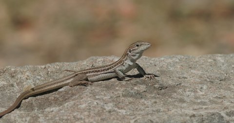 Sonoran Spotted Whiptail Lizard Shedding Skin in Spring On Rock