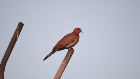 A BROWN DOVE IS SCRATCHING ON THE ROOFTOP.