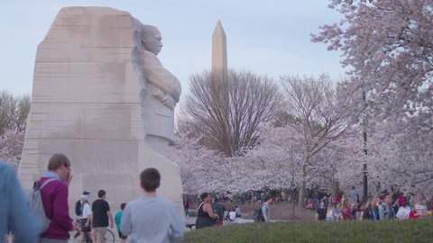 Washington, DC - USA - March 22 2022: Crowds of tourists flock to the Martin Luther King Jr. Memorial during the annual peak cherry blossom bloom. The Washington Monument is visible in the distance.