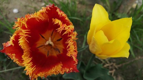 Close-up of a tulip swaying in the wind