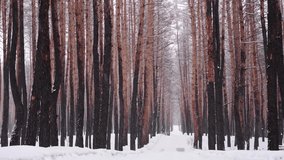 Snowfall in winter pine forest. Snow falling in slow motion . Beautiful winter tranquil landscape. Christmas time background.