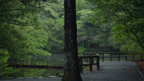 Cedar wood and Lake in Mie Japan
