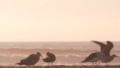 Seagull birds by ocean water on beach, sea waves at sunset in California, USA. Flock or colony of avian on coast sand of pacific shore, many sea gulls and seascape at sundown on Mission beach.
