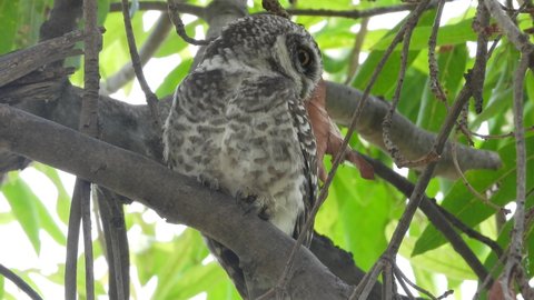 spotted owlet nocturnal bird perched on tree branch daylight