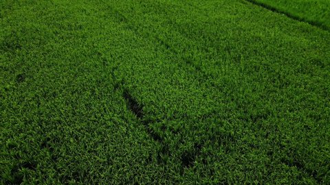 Drone filming straight down and rising.Top view bird's eye aerial drone,Flight over the Green rice field.4K