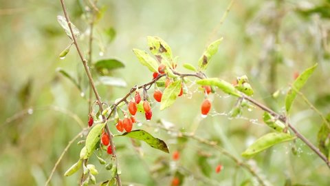 Lycium barbarum in family Solanaceae from which goji berry or wolfberry is harvested, Lycium chinense. Chinese boxthorn, Himalayan, mede berry, barbary matrimony vine, red medlar or matrimony vine