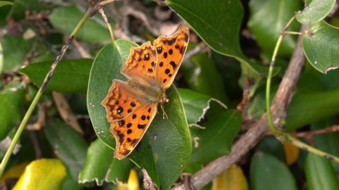 Chinese Comma - Polygonia c-aureum - is resting on the leaf, Japan. Without sounds