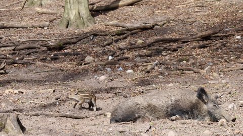 Baby pigs playing around sleeping wild boar mother pig. Cute playful piglets playing in the dirt around adult pig
