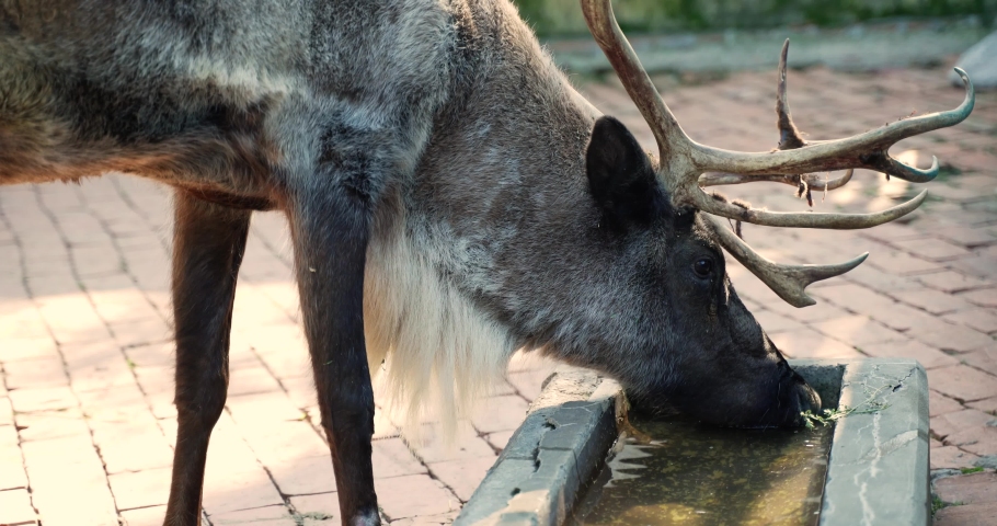 a large specimen of a male deer with large antlers drinks water