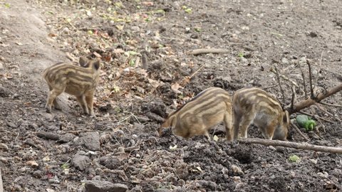 Baby wild boar pigs eating food and searching for meal in the dirt. Group of cute small piglets eating in the wild