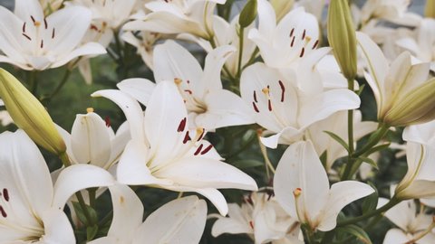 White lilies in a city park.