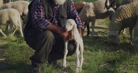 Cinematic shot of happy senior shepherd is taking lamb and walking smiling while gathering and leading flock of grazing sheep and hoofed goats on countryside farm pasture meadow in sunny day.