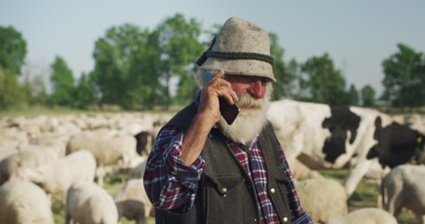 Cinematic shot of senior shepherd is using phone while gathering and leading flock of grazing sheep and hoofed goats on countryside farm pasture meadow in sunny day.