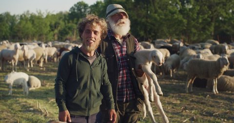 Cinematic shot of senior shepherd carrying lamb is walking smiling with his son while gathering and leading flock of grazing sheep and hoofed goats on countryside farm pasture meadow in sunny day.