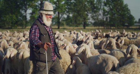 Cinematic shot of happy senior shepherd is walking and controlling his livestock while gathering and leading flock of grazing sheep and hoofed goats on countryside farm pasture meadow in sunny day.