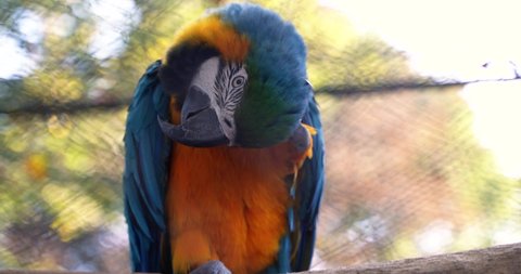 a beautiful large macaw parrot with blue-orange feathers and a large sharp beak stands on a branch in closed simplicity